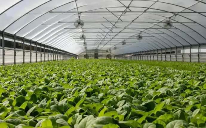 Kazakhstan to build its largest greenhouse complex in Shymkent